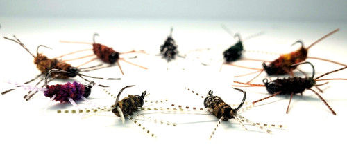 Girdle bugs tungsten - girdle,